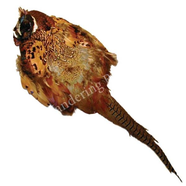 Ringneck Pheasant Skin w/tail