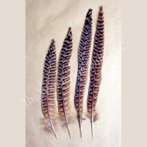 Ringneck Pheasant Tail Feathers Female