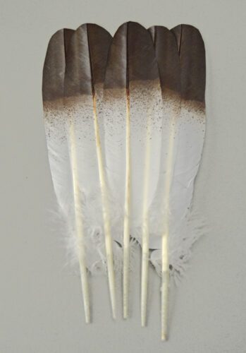 Hand Painted Eagle Feathers