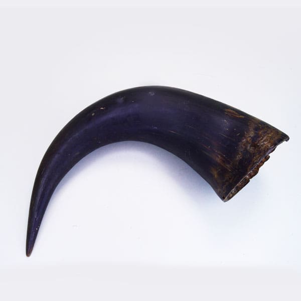 Bison Horn Antique