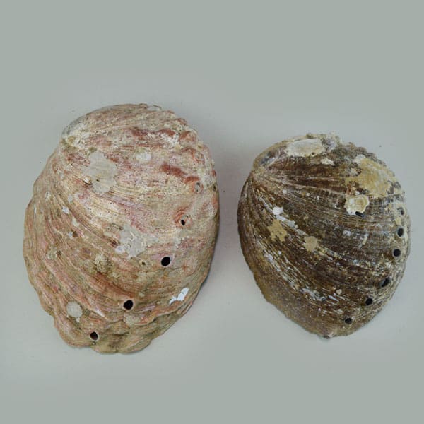 Abalone Shells - Two Large